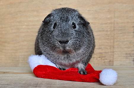 Guinea pig, glattes Haar, schwarz / weiß agouti, Weihnachtsmütze