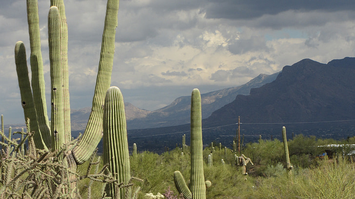 Saguaro, Arizona, krajina, kaktusy, obloha, bouřka, mraky