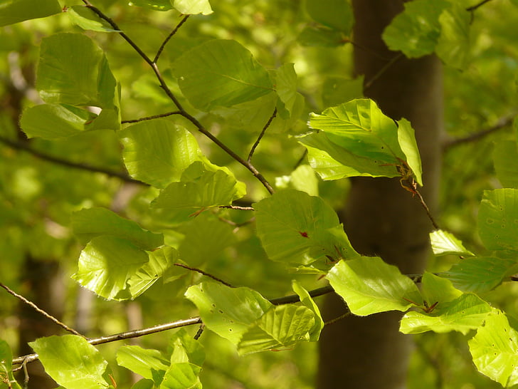 haya, hojas de haya, Fagus sylvatica, rama, luz, bosque, árboles