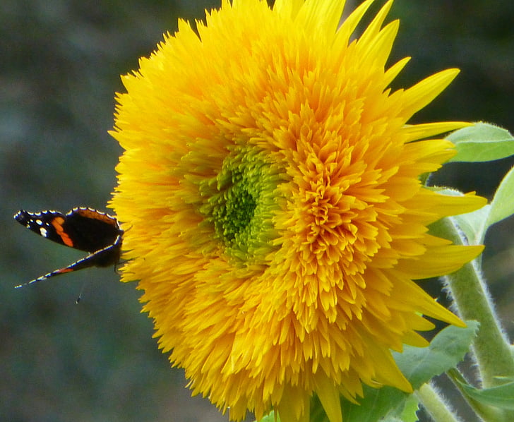 bamse solsikke, sommerfugl, Sommer, Harvest, blomstrende, lyse, gul