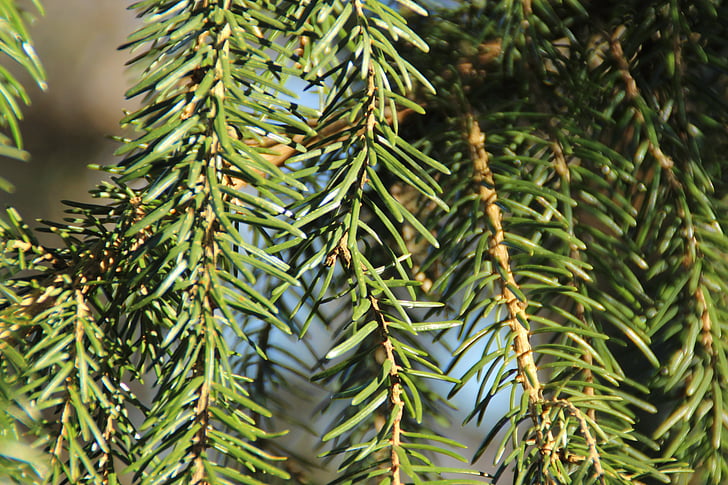 pine needles, fir, needles, branches, aesthetic, green, forest