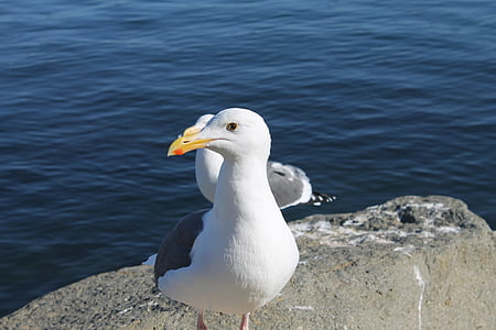 seagull, bird, sea, ocean, nature, gull, animal