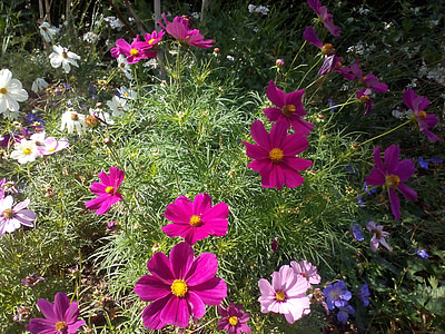 cosmos, flowers, nature, colorful, multicolour, pink, meadow
