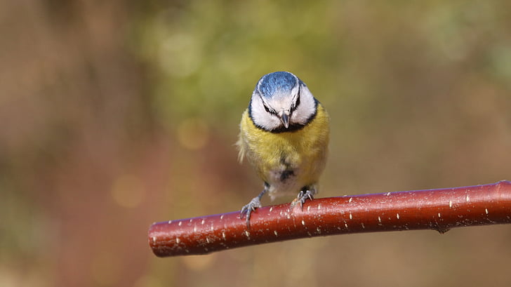μπλε tit, κήπου πουλιών, Ηνωμένο Βασίλειο, μπλε, tit, πουλί, Κήπος