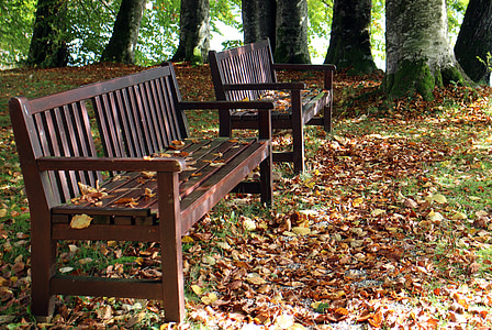 Outono, banco, assento, natureza, descanso, para fora, madeira