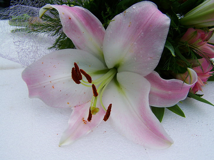 Lelija, šviesiai rožinė, skintų gėlių