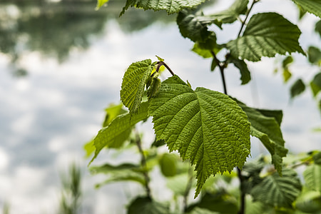 lieskový oriešok, Bush, Hazel, Zelená, Príroda, lieskový oriešok leaf, listy