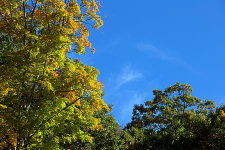 otoño, nubes, caída, follaje, hojas, naturaleza, cielo