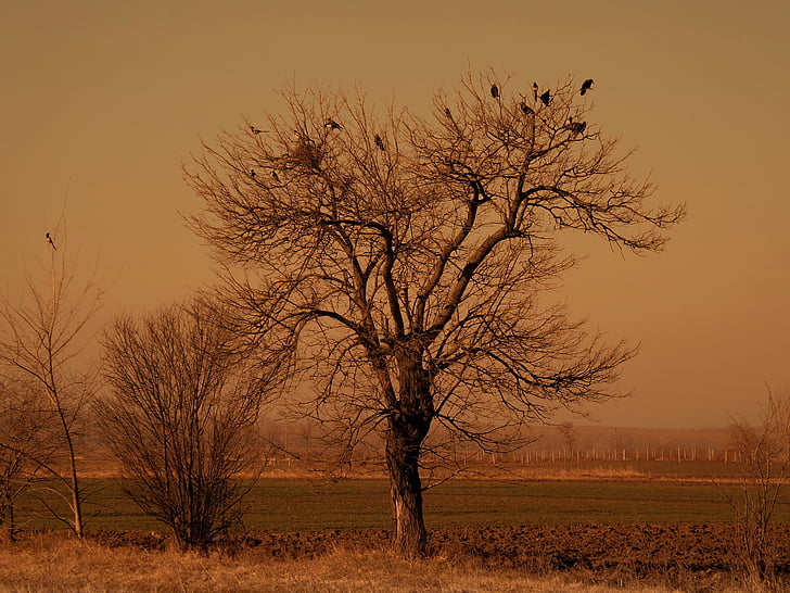 árbol, aves, seco, rama, paisaje