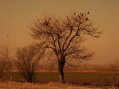 Baum, Vögel, trocken, Filiale, Landschaft