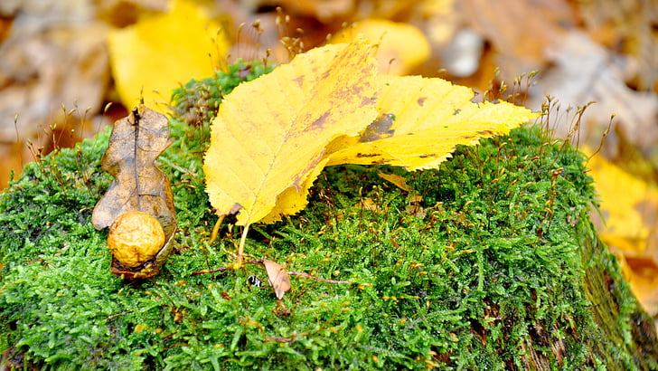 autunno, giallo, fogliame, foresta