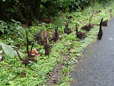 coatis, Flock, Kostarika, Stredná Amerika, Tropical, trópy, exotické