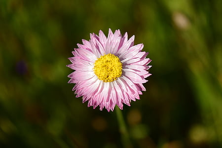 daisy, close, pointed flower, flower, blossom, bloom, nature