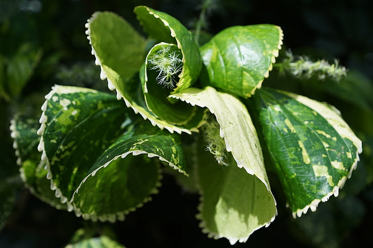 mědi, Acalypha amentacea, list, zelená