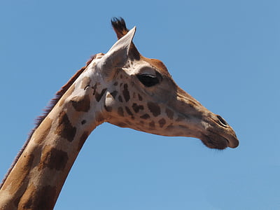 giraffe, animal, nature, neck, close, wildlife, africa