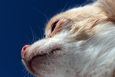 pes, Chihuahua, bočni profil, gobec, tasthaare, nos, oči
