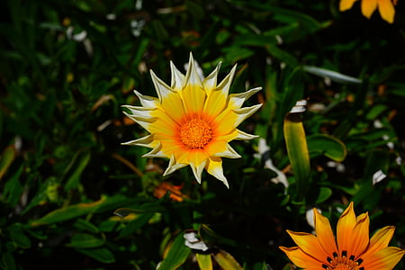 gazania, flowers, yellow, star, teeth-shaped, orange, bloom