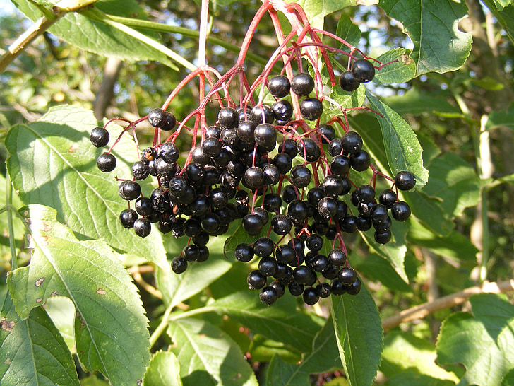 berries, black, common, elder, elderberry, green, sunny
