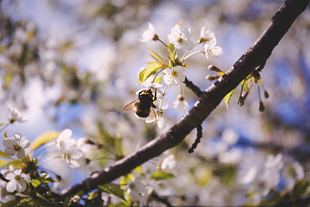 bee, blossoms, insect, nature, pollination, spring, twig