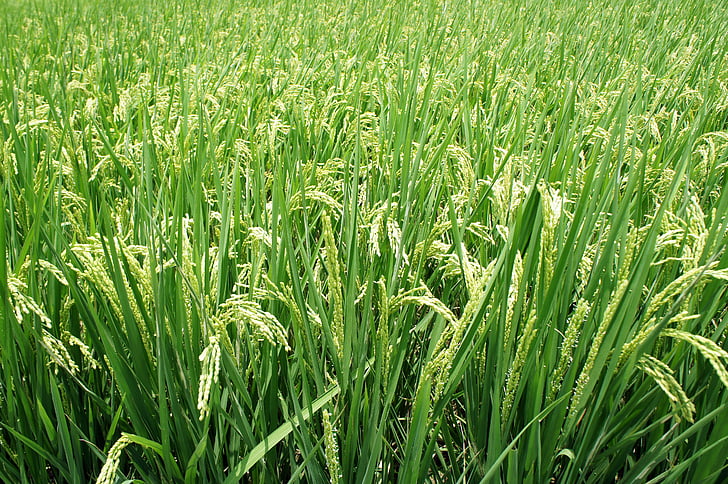 plant, rice, spike, green, agriculture, nature, farm