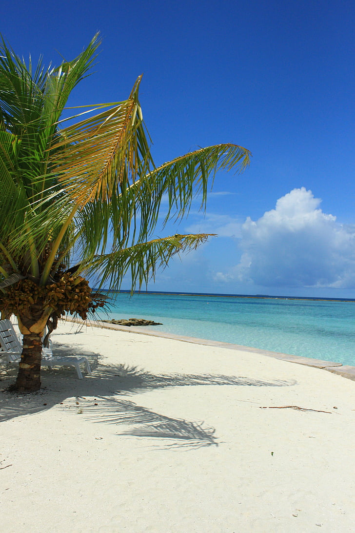 beach, sea, palm, south sea, summer, caribbean, coast
