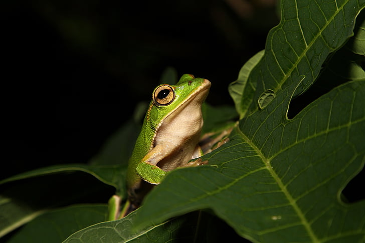 emerald-eyed tree frog, reptile, portrait, animal, plant, branch, leaf