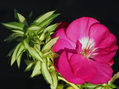 Blume, Muskatnuss, Balkonblumen, Blumen, Garten, Rosa, Natur