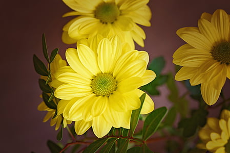pohon daisy, bunga, Blossom, mekar, kuning, bunga kuning, schnittblume