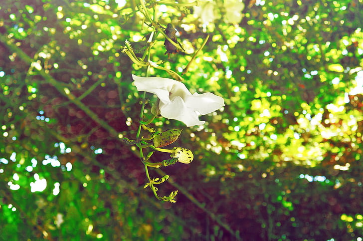 Closeup, Fotografía, Blanco, pétalos, flor, daytim, e