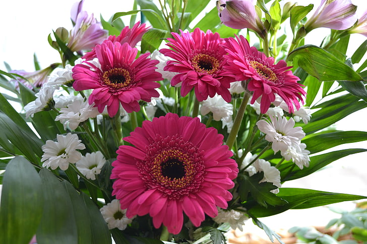 bunga, bunga, Daisy, buket, merah muda, banyak