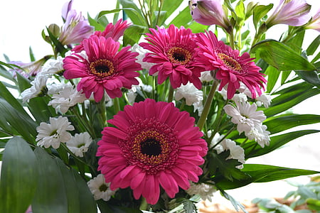 ดอกไม้, ดอกไม้, เดซี่, posy, สีชมพู, พวง
