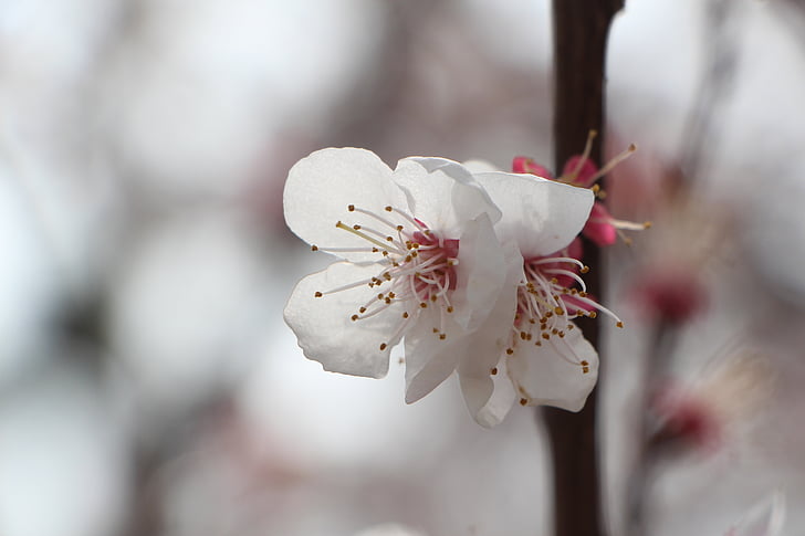 cherry blossom, april, spring, flowers, nature, plants, spring flowers