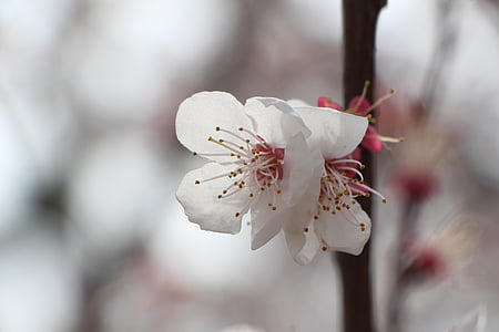 flor de cerejeira, Abril, Primavera, flores, natureza, plantas, flores da Primavera