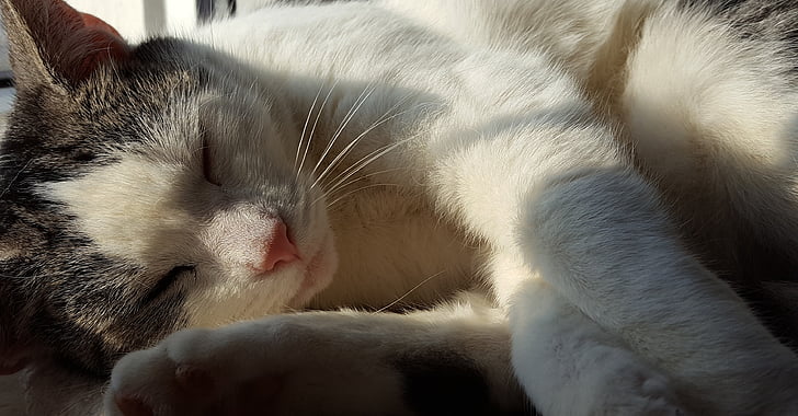mačka, spánok, slnko, jar, kožušiny, sladký, Domáce zvieratá