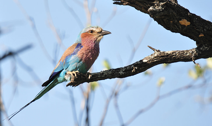 Lila breasted roller, vták, Južná Afrika, Kruger park, coracias caudata, zviera