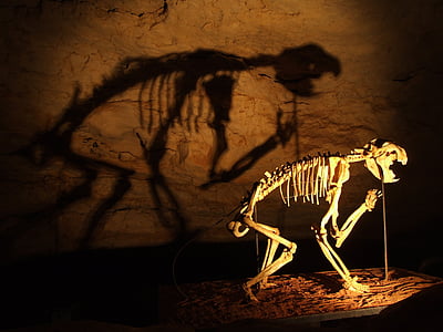skelet, dinosaurussen, grot
