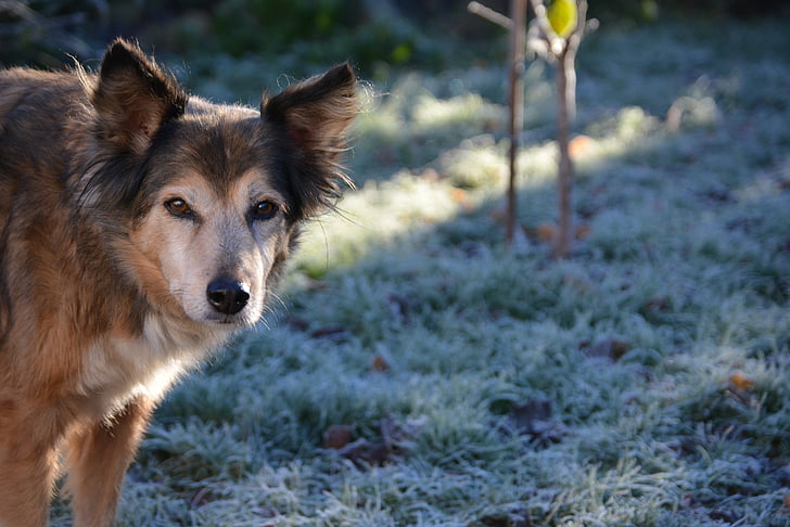 anjing, hibrida, hundeportrait, fotografi satwa liar, musim dingin, embun beku, dingin