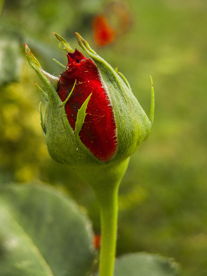 steeg, rood, bloem