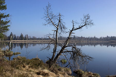 riedsee, moor, wurzacher ried, waters, nature reserve, marsh, rest