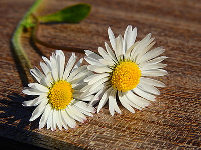 Daisy, bunga, alam, mekar, musim semi, menunjuk bunga, Blossom