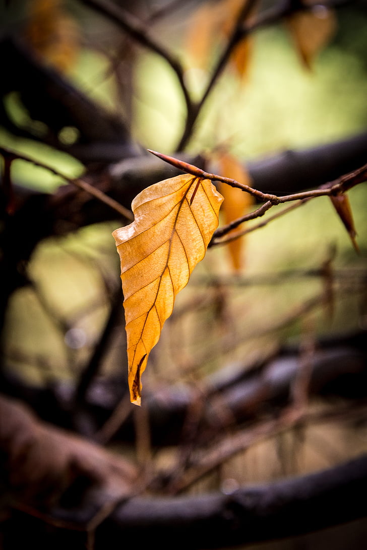 musim gugur, daun, daun, ben10 emas, dedaunan jatuh, alam, hutan