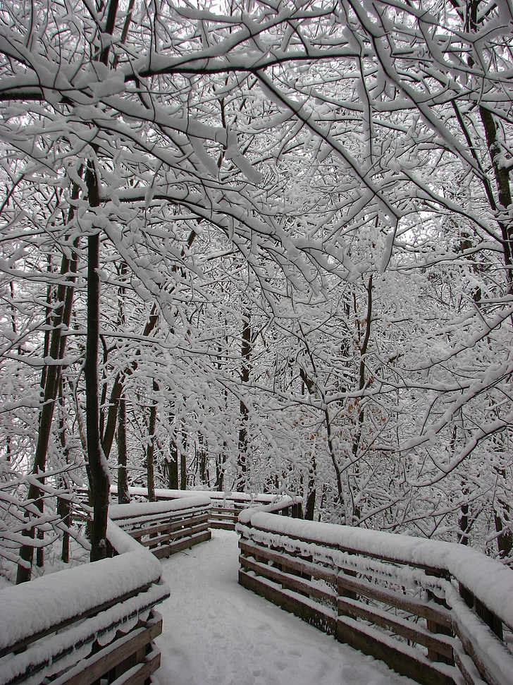 tuyết, rừng, đường, mùa đông, Thiên nhiên, cây, đi bộ