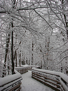 nieve, bosque, carretera, invierno, naturaleza, árboles, a pie
