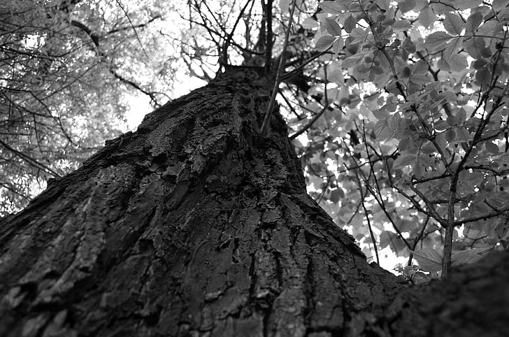 albero, fino, foglia