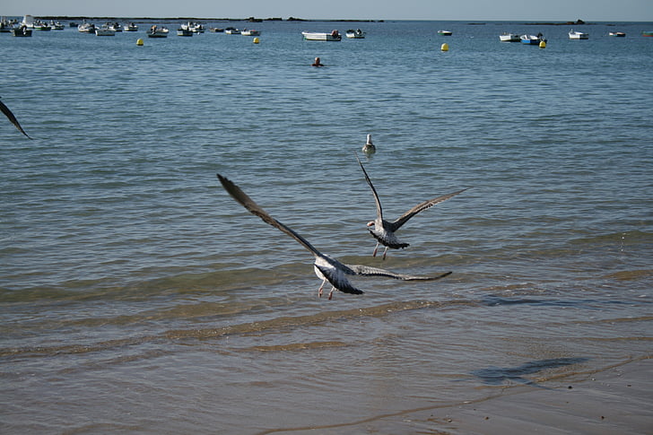 fly, dom, seagulls, sea