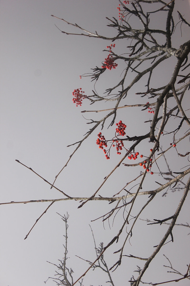 Mongetes vermelles, branca, Nadal, l'hivern