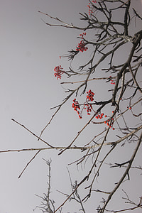 Alubias rojas, rama, Navidad, invierno