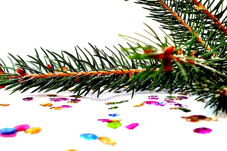 smreka, fotografije Božić, Božić, Badnjak, božićno drvce, snijeg, pahuljica