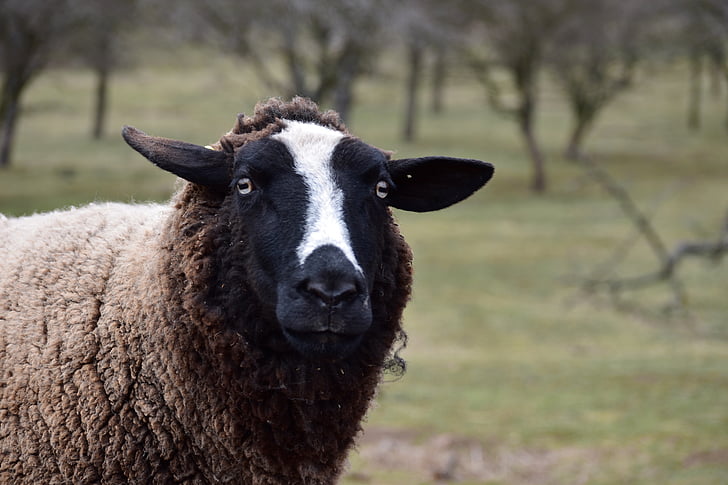 con cừu, động vật, làn sóng, Lễ Thánh Bổn Mạng, chăn nuôi, tập trung vào tiền cảnh, một trong những động vật