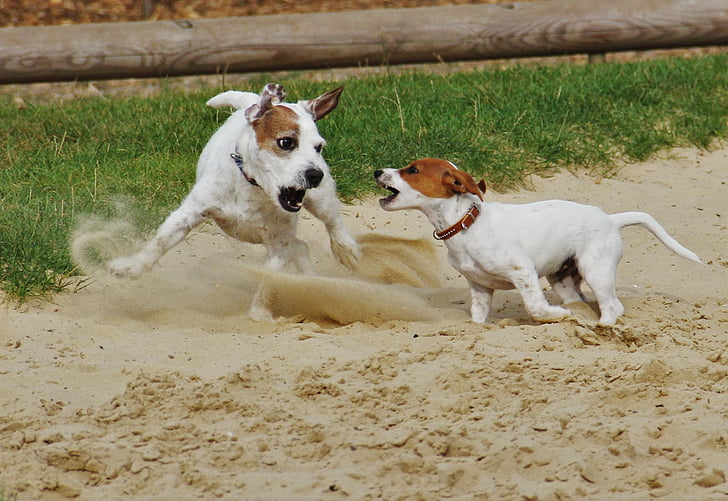 playing dogs, jack russel, terrier, dogs, dog puppy, play, small dog